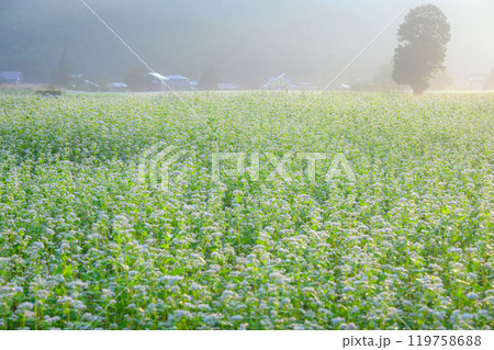 朝日に包まれた朝霧の漂う満開の蕎麦畑【大町市】 119758688