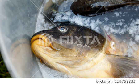 A carp fish swimming in a bucket of water, captured in a vibrant, outdoor fishing scene. The bucket is filled with clear, sparkling water, highlighting the fishs scales and colors A carp fish swimming in a bucket of water, captured in a vibrant, outdoor fishing scene. The bucket is filled with clear, sparkling water, highlighting the fishs scales and colors 119758833