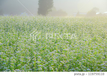 朝日に包まれた朝霧の漂う満開の蕎麦畑【大町市】 朝日に包まれた朝霧の漂う満開の蕎麦畑【大町市】 119759110