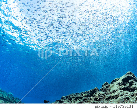 美しいキビナゴ(ニシン科)他の大群。静岡県伊豆半島賀茂郡南伊豆町中木ヒリゾ浜-2024年 美しいキビナゴ(ニシン科)他の大群。静岡県伊豆半島賀茂郡南伊豆町中木ヒリゾ浜-2024年 119759131