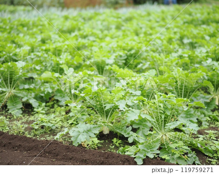 東京近郊のダイコン畑(東京都府中市) 東京近郊のダイコン畑(東京都府中市) 119759271