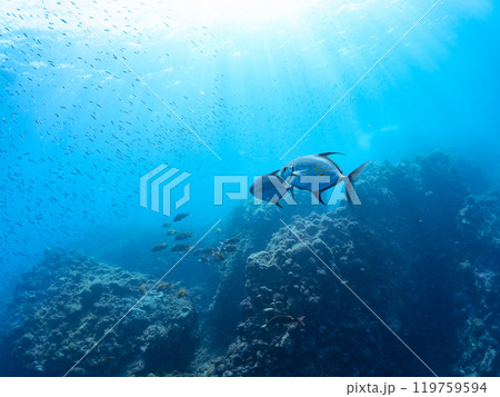 キビナゴの大群を襲う迫力ある美しいナンヨウカイワリ（アジ科）群れ。賀茂郡南伊豆町中木ヒリゾ浜2024 119759594