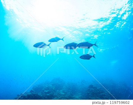 キビナゴの大群を襲う迫力ある美しいナンヨウカイワリ（アジ科）群れ。賀茂郡南伊豆町中木ヒリゾ浜2024 119759602