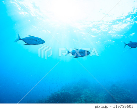 キビナゴの大群を襲う迫力ある美しいナンヨウカイワリ（アジ科）群れ。賀茂郡南伊豆町中木ヒリゾ浜2024 119759603