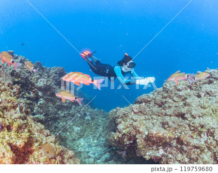 美しいホウライヒメジ（ヒメジ科）の他群れ。スキンダイバーも泳いでいる。南伊豆町中木ヒリゾ浜-2024 119759680