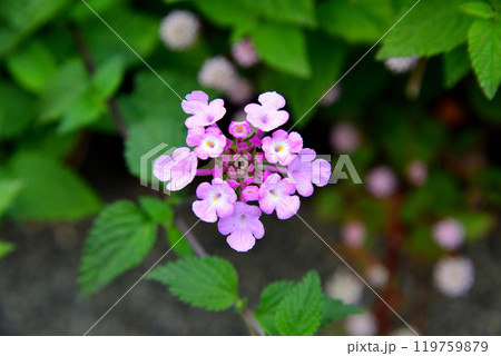 咲き始めた、ランタナの花 119759879