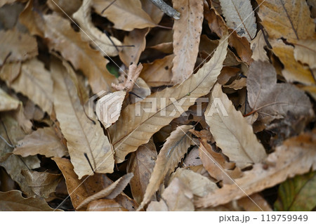 冬イメージ(落葉:winter image/fallen leaves) 冬イメージ(落葉:winter image/fallen leaves) 119759949