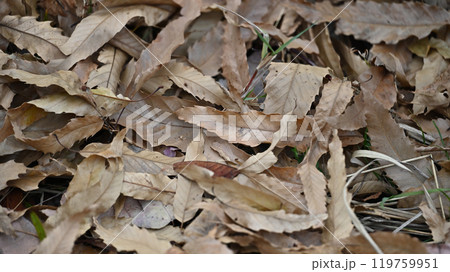 冬イメージ(落葉:winter image/fallen leaves) 冬イメージ(落葉:winter image/fallen leaves) 119759951
