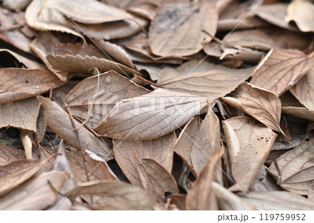 冬イメージ(落葉:winter image/fallen leaves) 冬イメージ(落葉:winter image/fallen leaves) 119759952