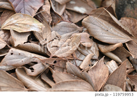 冬イメージ(落葉:winter image/fallen leaves) 冬イメージ(落葉:winter image/fallen leaves) 119759953
