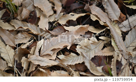 冬イメージ(落葉:winter image/fallen leaves) 冬イメージ(落葉:winter image/fallen leaves) 119759954
