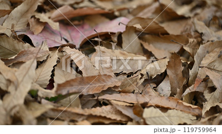 冬イメージ(落葉：winter image/fallen leaves) 119759964