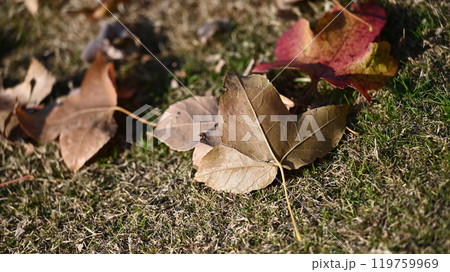 冬イメージ(落葉:winter image/fallen leaves) 冬イメージ(落葉:winter image/fallen leaves) 119759969