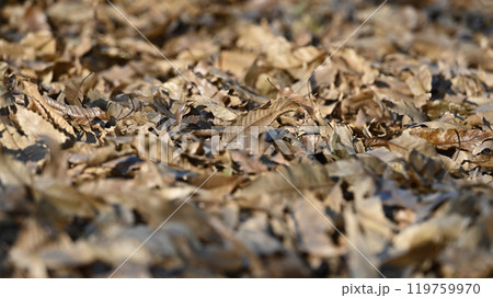 冬イメージ(落葉:winter image/fallen leaves) 冬イメージ(落葉:winter image/fallen leaves) 119759970