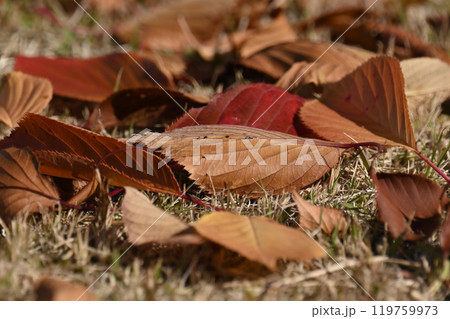冬イメージ(落葉:winter image/fallen leaves) 冬イメージ(落葉:winter image/fallen leaves) 119759973
