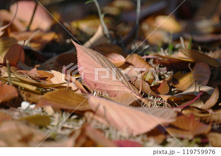 冬イメージ(落葉：winter image/fallen leaves) 119759976