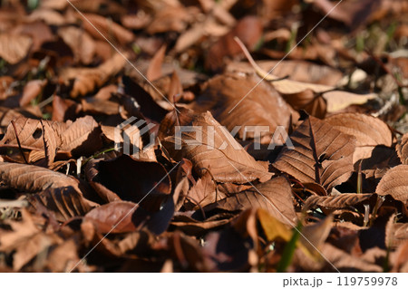 冬イメージ(落葉:winter image/fallen leaves) 冬イメージ(落葉:winter image/fallen leaves) 119759978