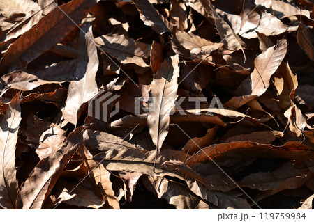 冬イメージ(落葉:winter image/fallen leaves) 冬イメージ(落葉:winter image/fallen leaves) 119759984