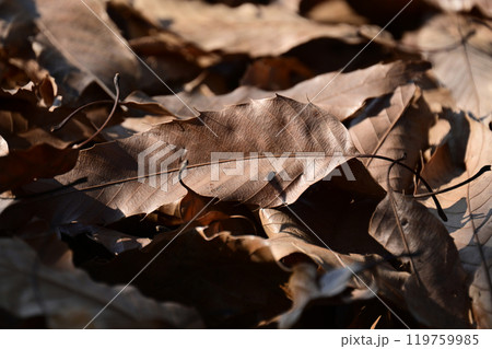 冬イメージ(落葉：winter image/fallen leaves) 119759985