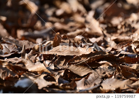 冬イメージ(落葉:winter image/fallen leaves) 冬イメージ(落葉:winter image/fallen leaves) 119759987