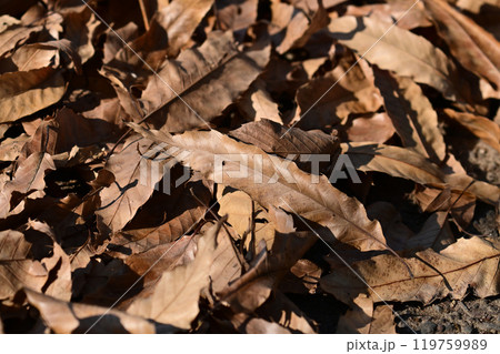 冬イメージ(落葉:winter image/fallen leaves) 冬イメージ(落葉:winter image/fallen leaves) 119759989