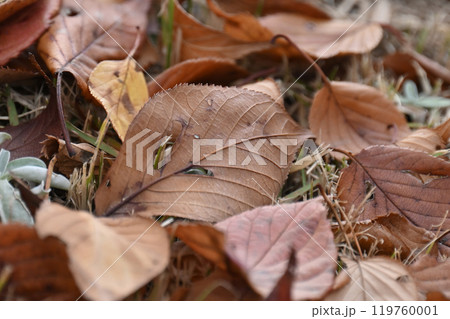 冬イメージ(落葉:winter image/fallen leaves) 冬イメージ(落葉:winter image/fallen leaves) 119760001