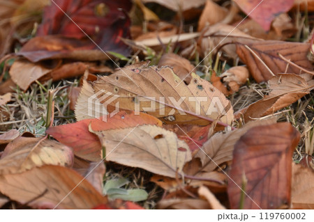 冬イメージ(落葉:winter image/fallen leaves) 冬イメージ(落葉:winter image/fallen leaves) 119760002