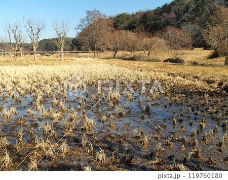 冬の里山の氷の解け始めた朝の田んぼ風景 冬の里山の氷の解け始めた朝の田んぼ風景 119760180
