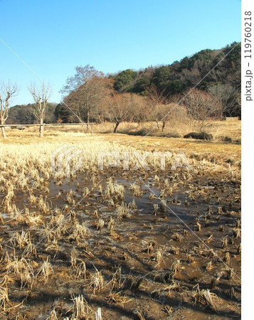 冬の里山の氷の解け始めた朝の田んぼ風景 119760218