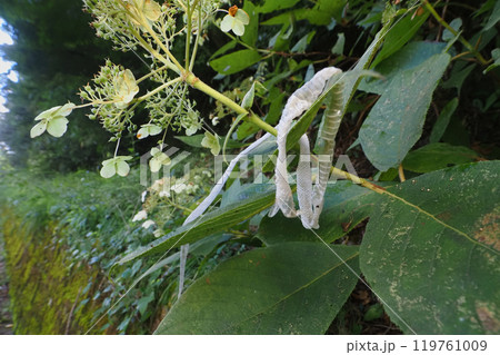 ヘビの抜け殻 ヘビの抜け殻 119761009