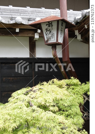新緑の紅葉と郡上八幡の街灯 119762373