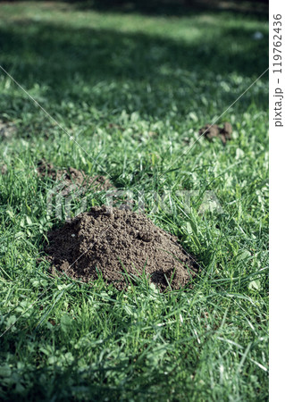 Mole holes in the lawn 119762436