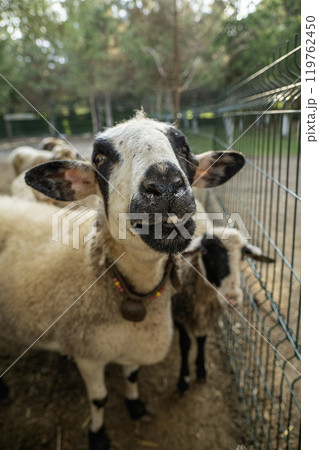 Sheeps behind a fence on a farm Sheeps behind a fence on a farm 119762450