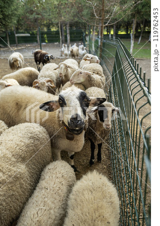 Sheeps behind a fence on a farm Sheeps behind a fence on a farm 119762453