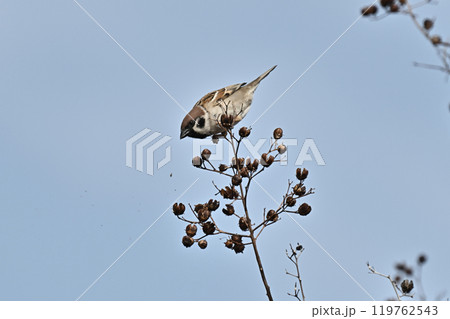 かわいいスズメ(雀/sparrow) かわいいスズメ(雀/sparrow) 119762543