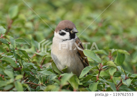 かわいいスズメ（雀/sparrow) 119762553