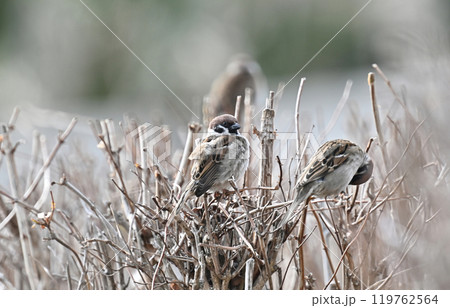 かわいいスズメ（雀/sparrow) 119762564