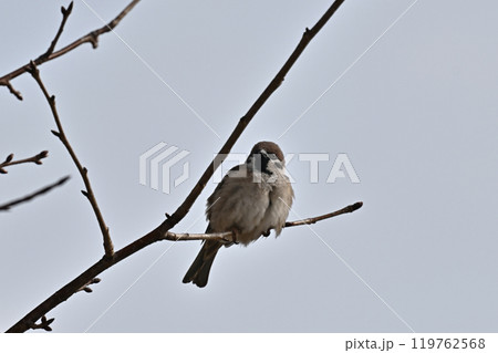 かわいいスズメ（雀/sparrow) 119762568