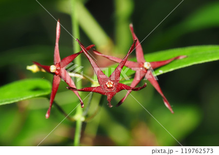 コバノカモメズルの花 119762573