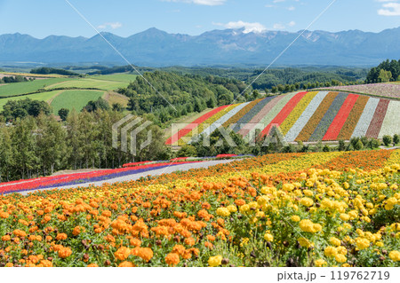 【美瑛町　四季彩の丘から秋の風景と十勝岳連峰】 119762719