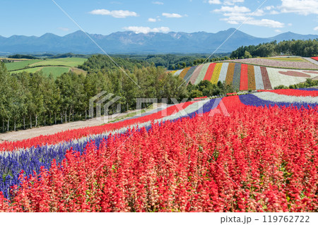 【美瑛町　四季彩の丘から秋の風景と十勝岳連峰】 119762722