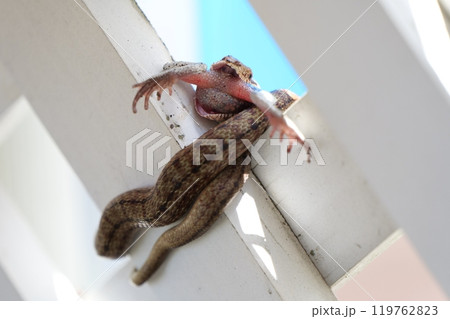 カエルを食べてるヘビ カエルを食べてるヘビ 119762823