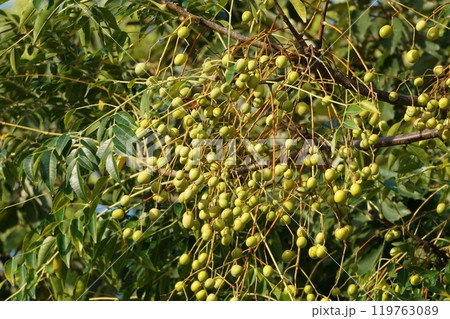 黄色く色づいたセンダンの実 119763089