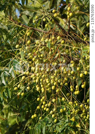 黄色く色づいたセンダンの実 119763090