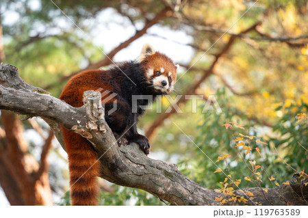 日本 動物園 小熊貓 紅熊貓 red panda レッサーパンダの写真素材