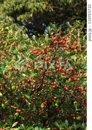 モッコクの真っ赤な実 モッコクの真っ赤な実 119763710