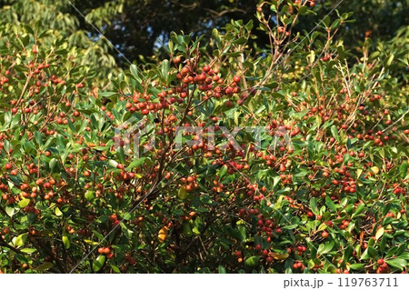 モッコクの真っ赤な実 119763711