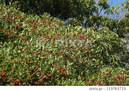 モッコクの真っ赤な実 モッコクの真っ赤な実 119763719