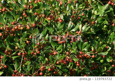 モッコクの真っ赤な実 119763722