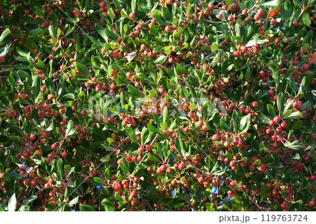 モッコクの真っ赤な実 モッコクの真っ赤な実 119763724